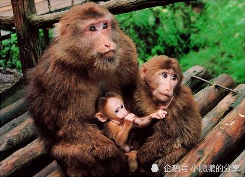 《猴子》在线观看,探秘灵长类智慧之旅