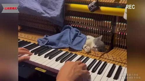 猫咪钢琴在线观看,在线观看的温馨音乐之旅