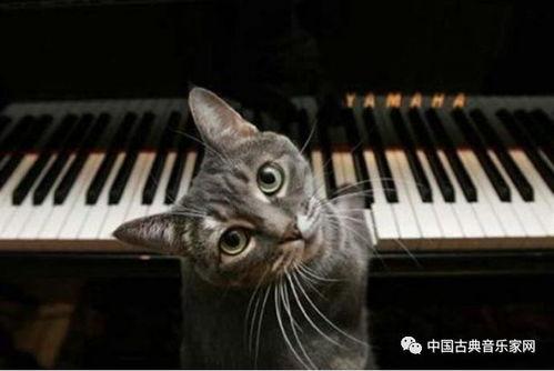 猫咪钢琴在线观看,在线观看的温馨音乐之旅