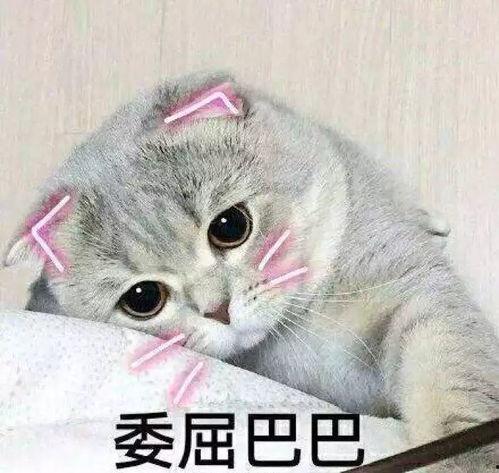 娱乐吃瓜君折耳猫视频,萌态百出，笑料连连