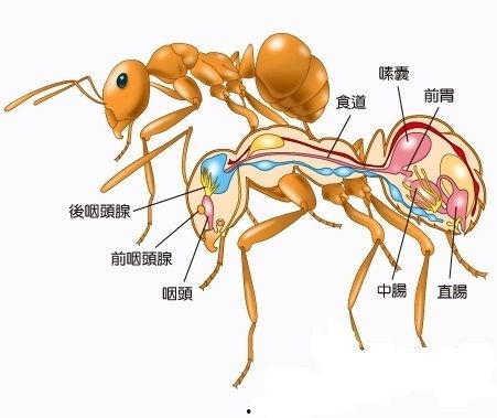 蚂人在线观看,揭秘神秘生物的奇幻之旅