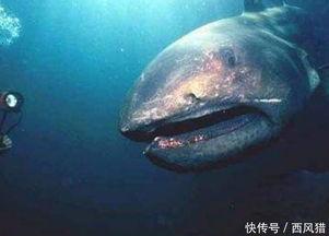 大白鲨在线观看完整版,深海巨兽的致命追逐