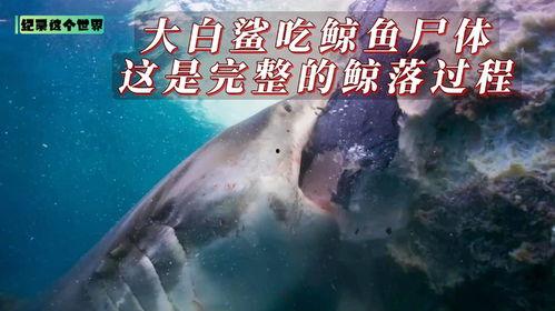 大白鲨在线观看完整版,深海巨兽的致命追逐