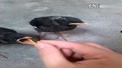 八哥 在线观看,揭秘神秘生物的在线奇遇之旅
