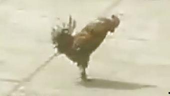 军鸡完整版在线观看,热血战场上的传奇英雄，在线观看完整版，重温激战岁月