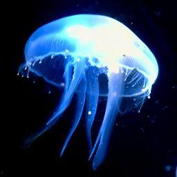 日本电影水母在线观看,探寻深海奇遇的神秘之旅