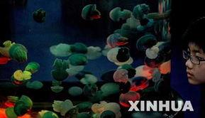 日本电影水母在线观看,探寻深海奇遇的神秘之旅