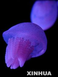 日本电影水母在线观看,探寻深海奇遇的神秘之旅