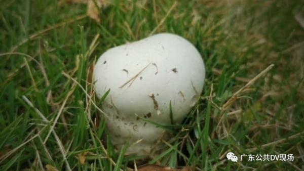 娱乐吃瓜酱送外卖的小波