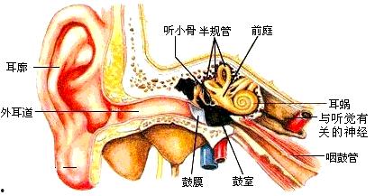 耳蜗 在线观看,在线观看揭示听觉世界的秘密